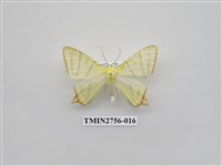 藏品(尺蛾325)的圖片